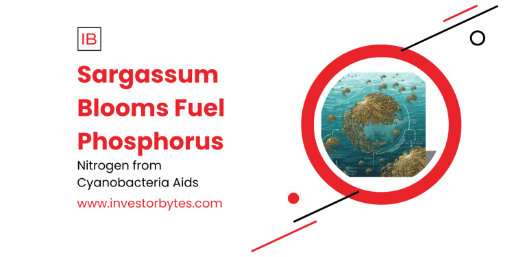 Sargassum Blooms Fuel Phosphorus: Equatorial Upwelling Ignites Algal Explosion, Threatening Caribbean Ecosystems