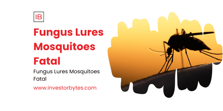 Fungus Lures Mosquitoes Fatal