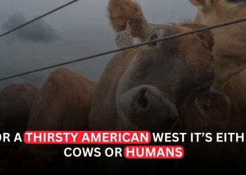 Colorado River Cuts Will Force Southwest to Choose Between Cows and People